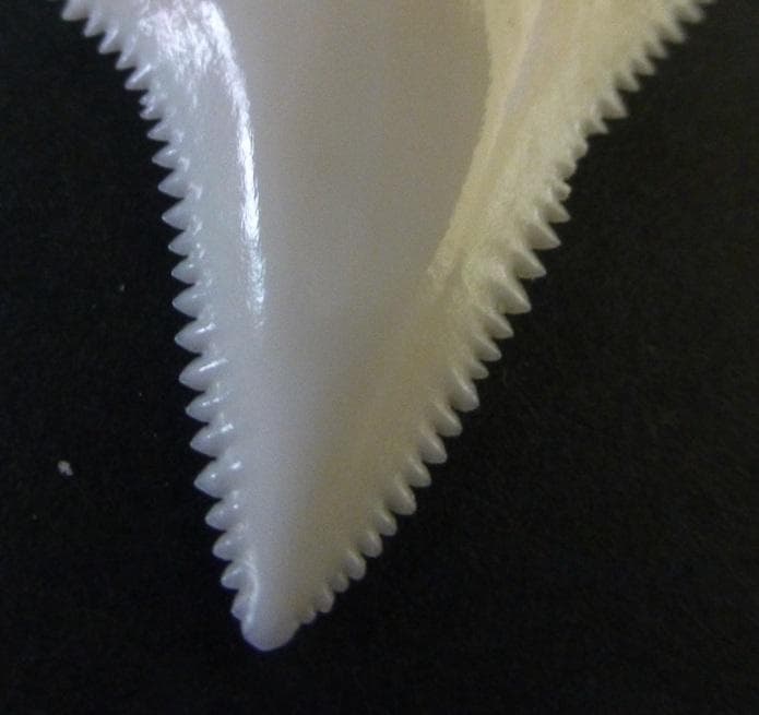 ホホジロザメ（C.carcharias）の歯(A‘品) 39.1ｍm