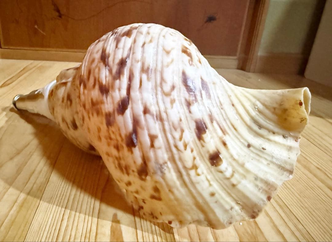 修験道法螺貝36.5㎝山伏　密教　魔除け　熊よけ❣️ほら貝　ホラガイ