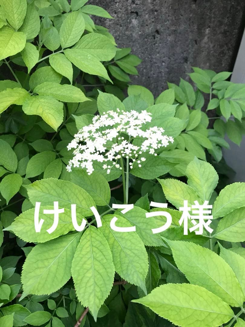 けいこう様
