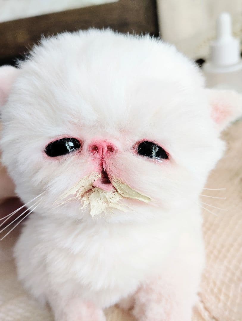 ママ〜ミルクちょうだい♡生後10日♡エキゾ子猫ちゃん♡アートドール♡ぬいぐるみ♡
