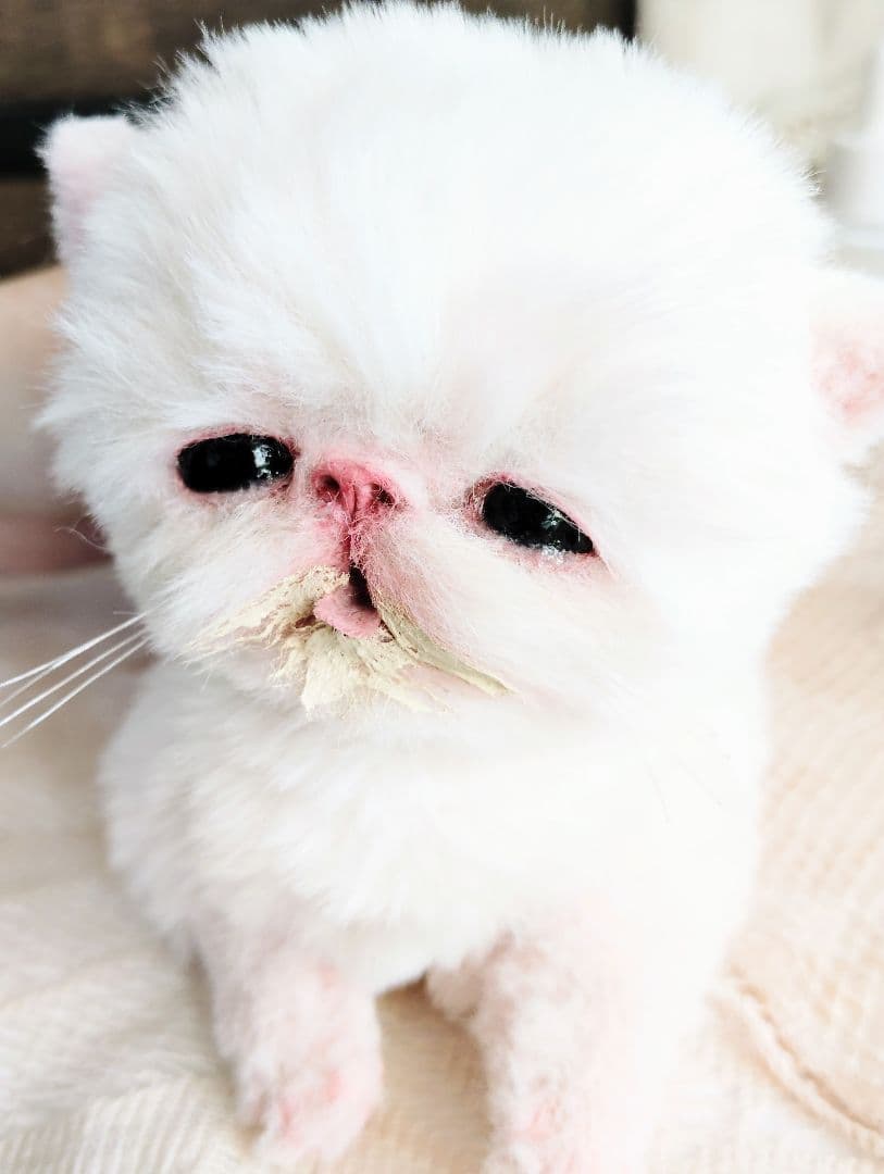 ママ〜ミルクちょうだい♡生後10日♡エキゾ子猫ちゃん♡アートドール♡ぬいぐるみ♡