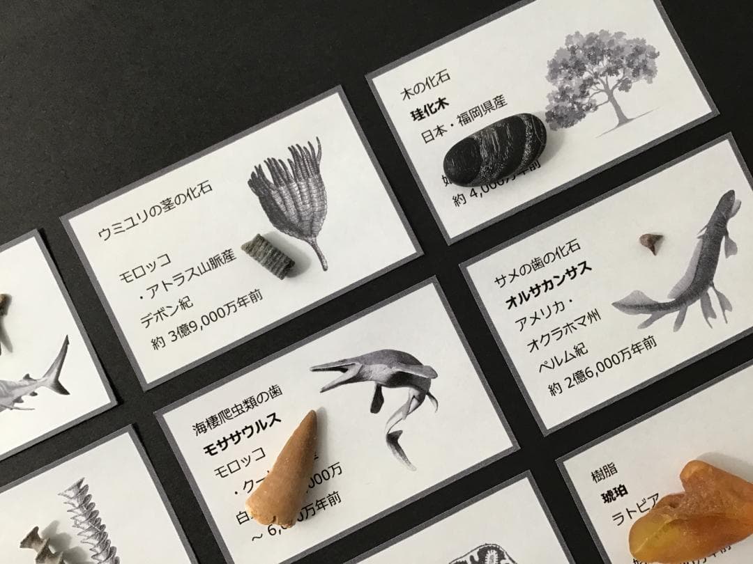 化石 20種 セット [ZG18] 三葉虫 トリケラトプス ティラノサウルス