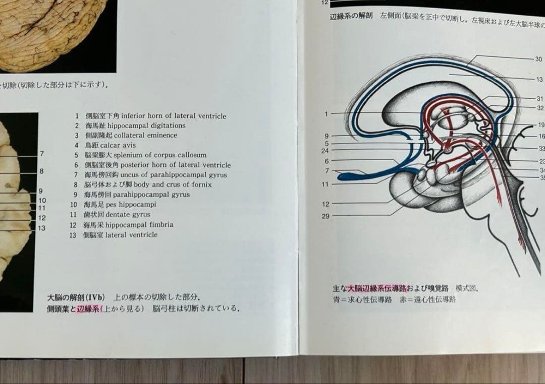 解剖学カラーアトラス　第2版　医学書　解剖学書