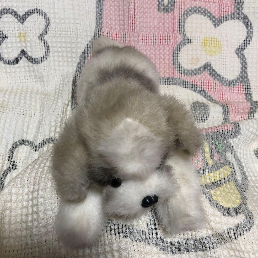四季オリジナル　ぬいぐるみ　シーズー　犬　中古品　寝そべりポーズ