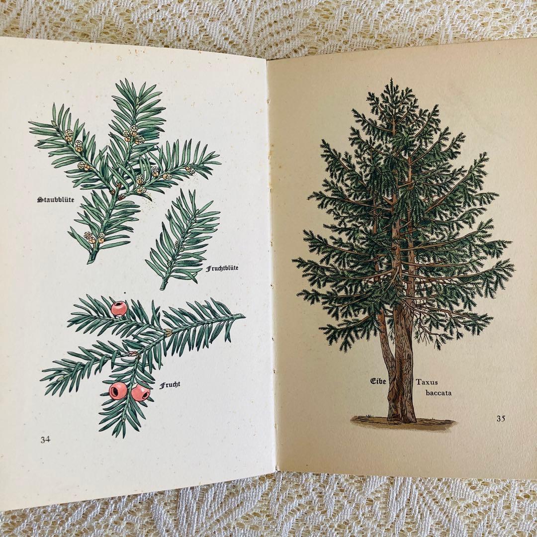 まとめ売り♪　インゼル文庫3点セット　鳥・蝶・木の図鑑　ドイツ古書