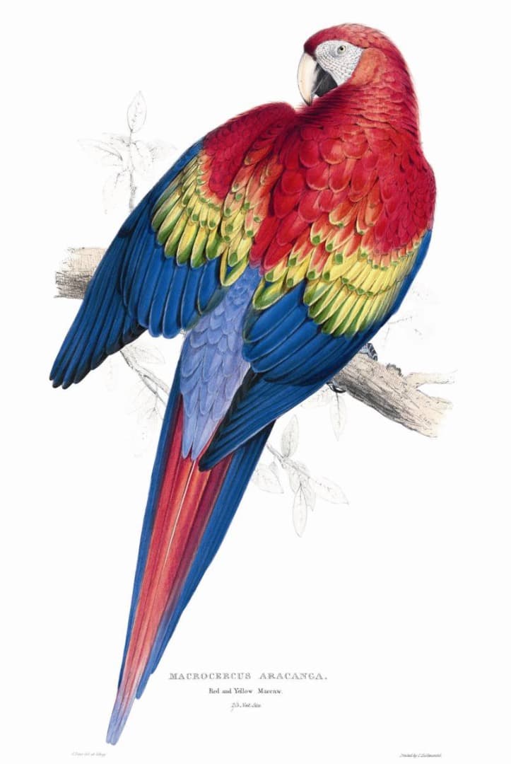 希少 The Parrots Die Papageien 鳥 コレクター 画集