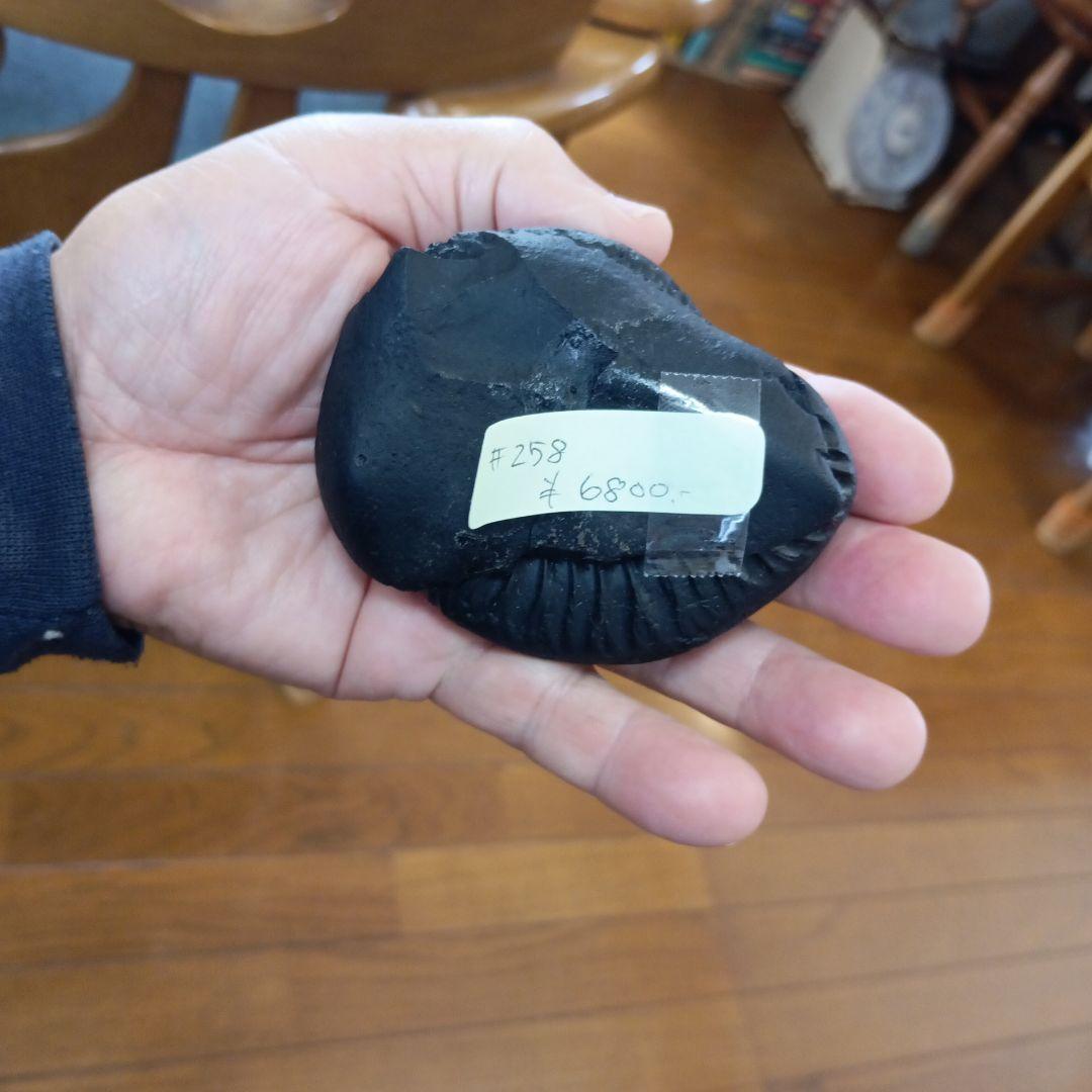 ヒマラヤアンモナイト化石 約8.5cm 黒色 #258