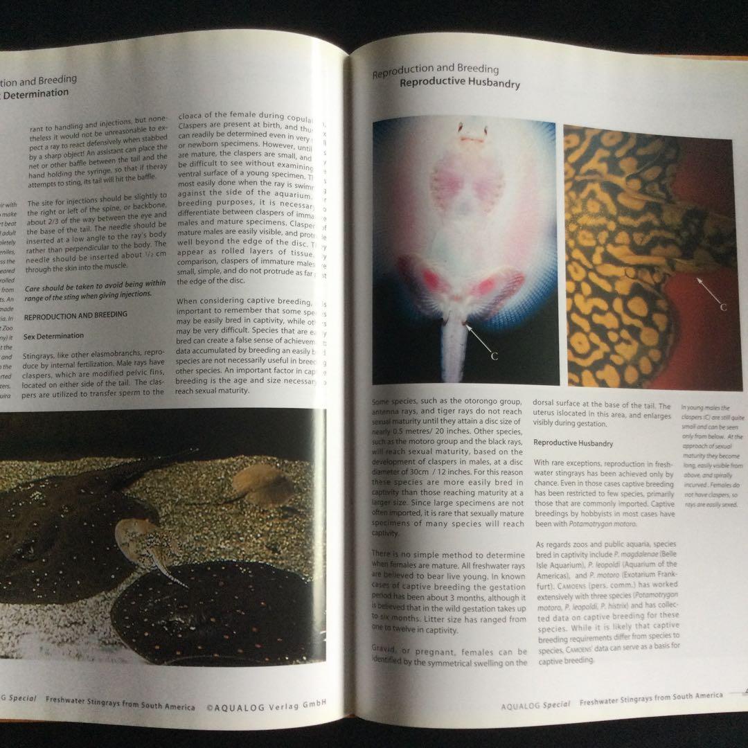 淡水エイ　魚　洋書　Aqualog 南アメリカ　南米　Ray 淡水魚　熱帯魚　魚