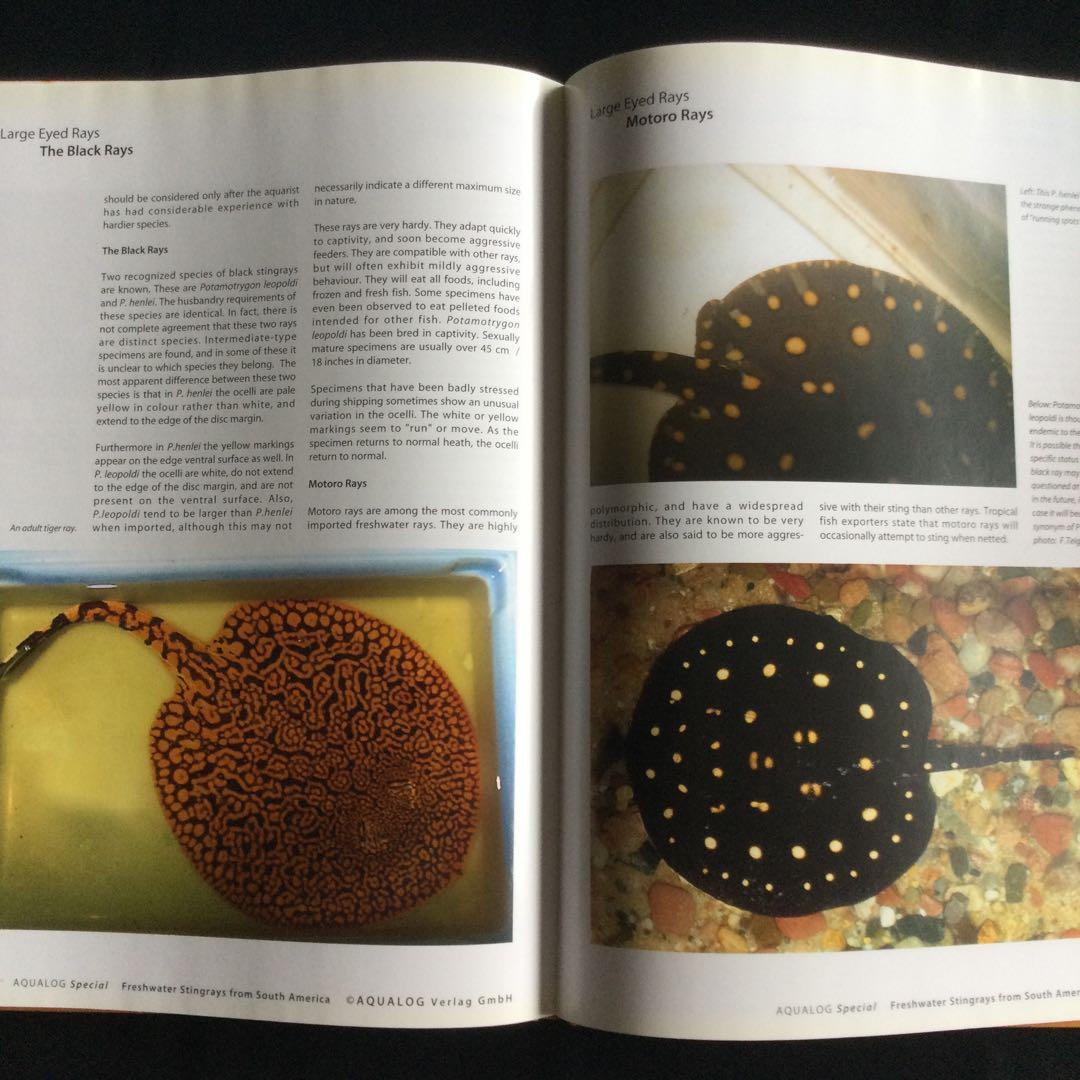 淡水エイ　魚　洋書　Aqualog 南アメリカ　南米　Ray 淡水魚　熱帯魚　魚
