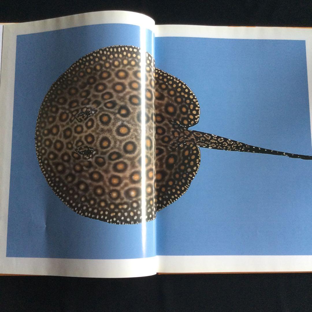 淡水エイ　魚　洋書　Aqualog 南アメリカ　南米　Ray 淡水魚　熱帯魚　魚