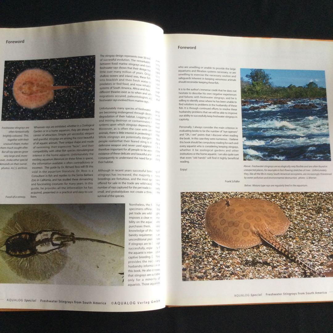 淡水エイ　魚　洋書　Aqualog 南アメリカ　南米　Ray 淡水魚　熱帯魚　魚