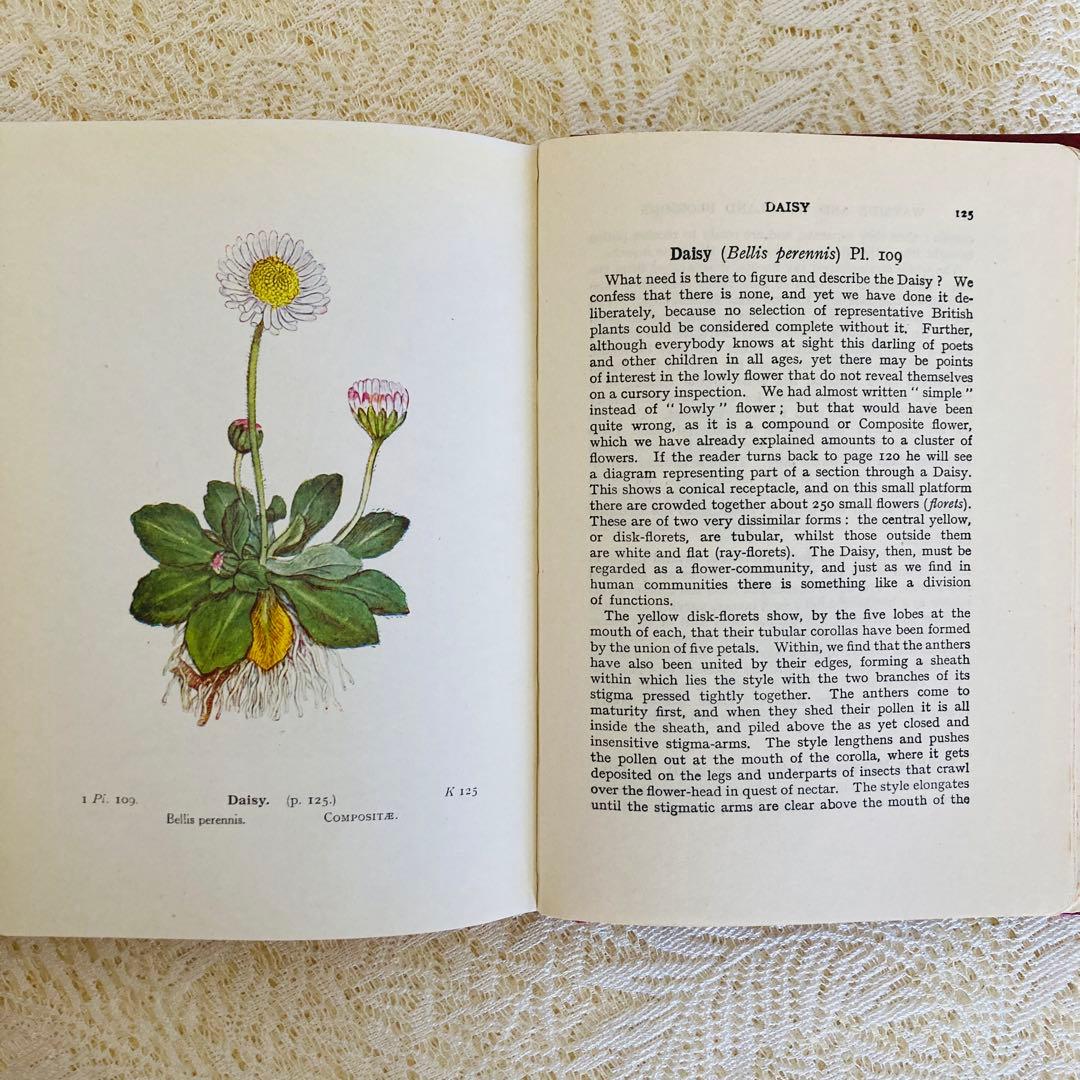 洋書　古書　イギリスのヴィンテージ植物図鑑① 　上品な装丁と美しいカラー図版