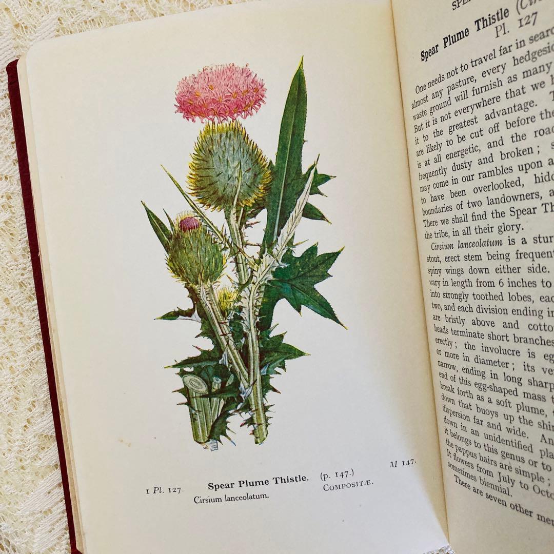洋書　古書　イギリスのヴィンテージ植物図鑑① 　上品な装丁と美しいカラー図版