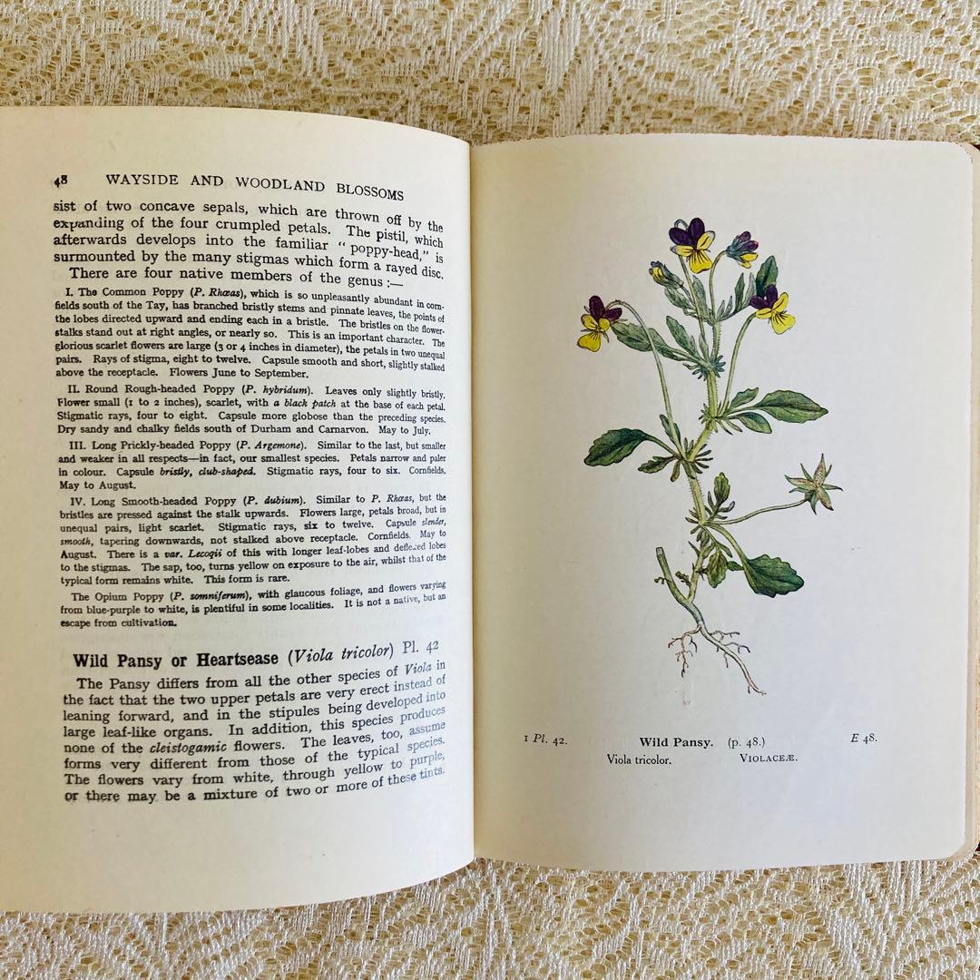 洋書　古書　イギリスのヴィンテージ植物図鑑① 　上品な装丁と美しいカラー図版