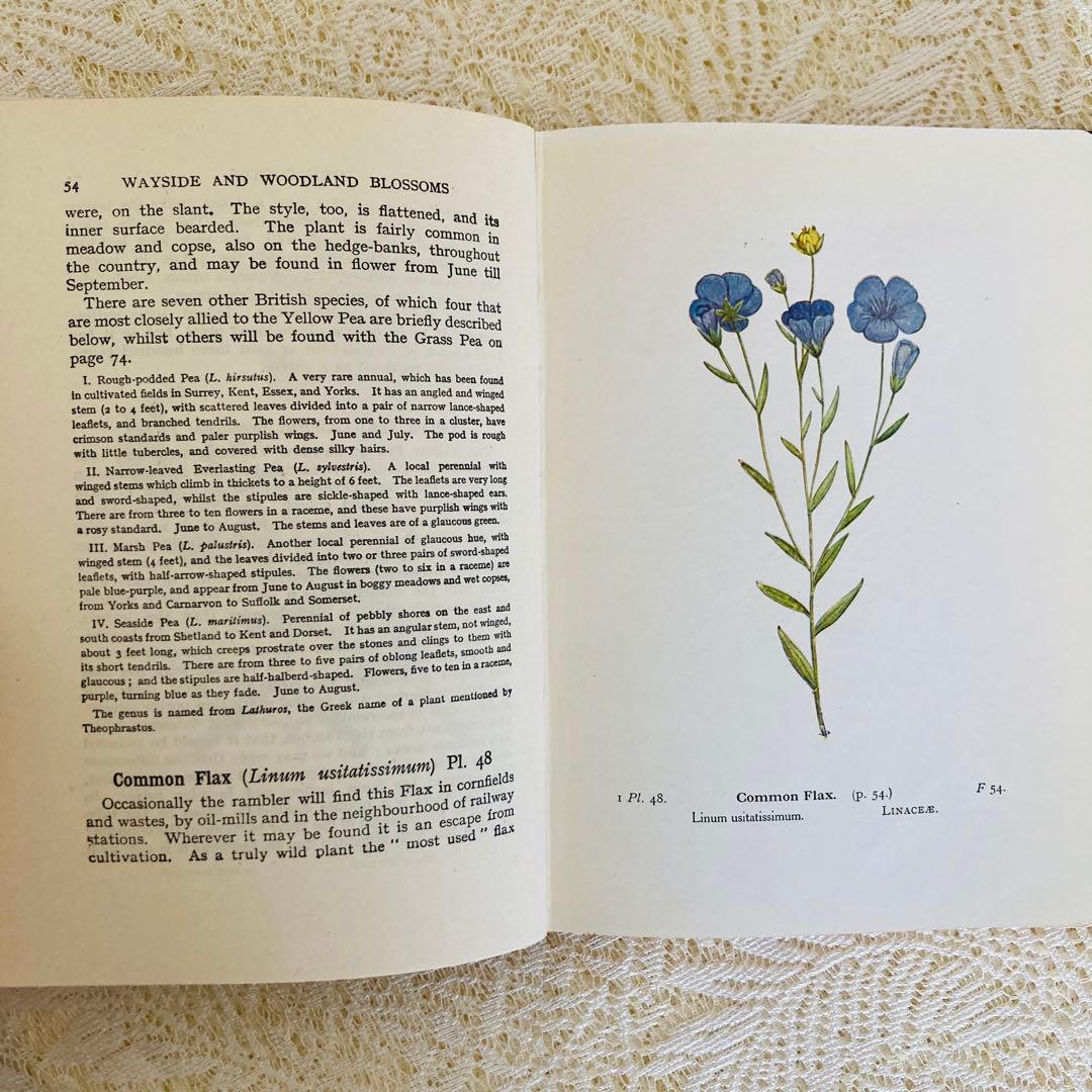 洋書　古書　イギリスのヴィンテージ植物図鑑① 　上品な装丁と美しいカラー図版