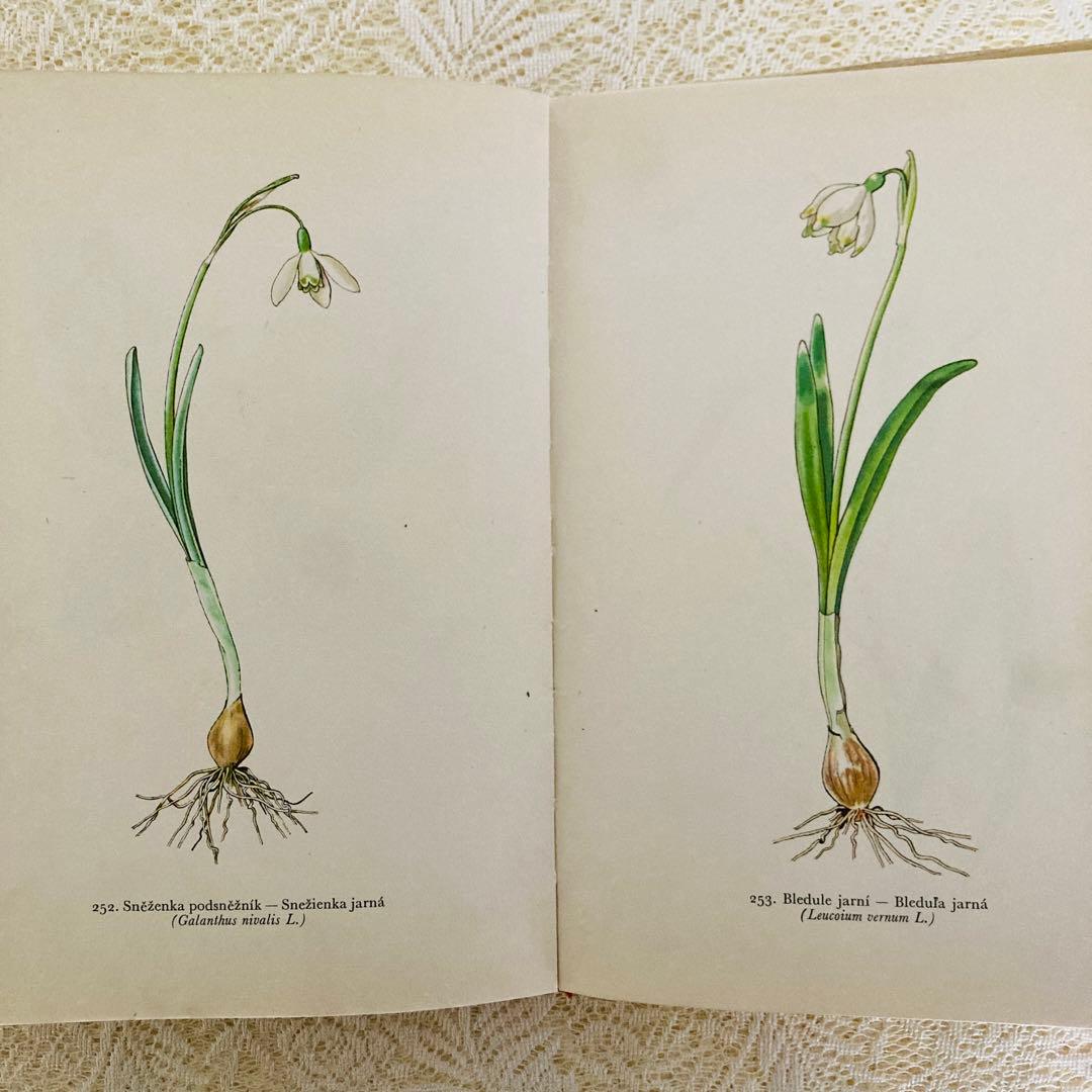洋書　古書　美しいチェコの植物図鑑　野の花図鑑　優美な植物画273点♡