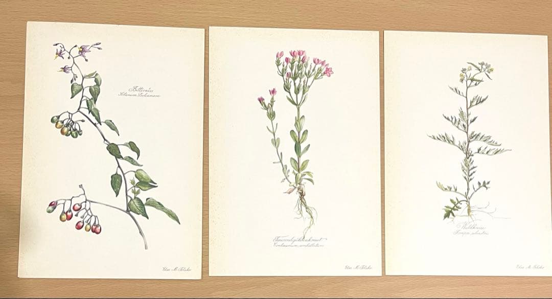 No.295ドイツ ビンテージ 紙もの ボタニカルアート 植物図鑑 水彩画