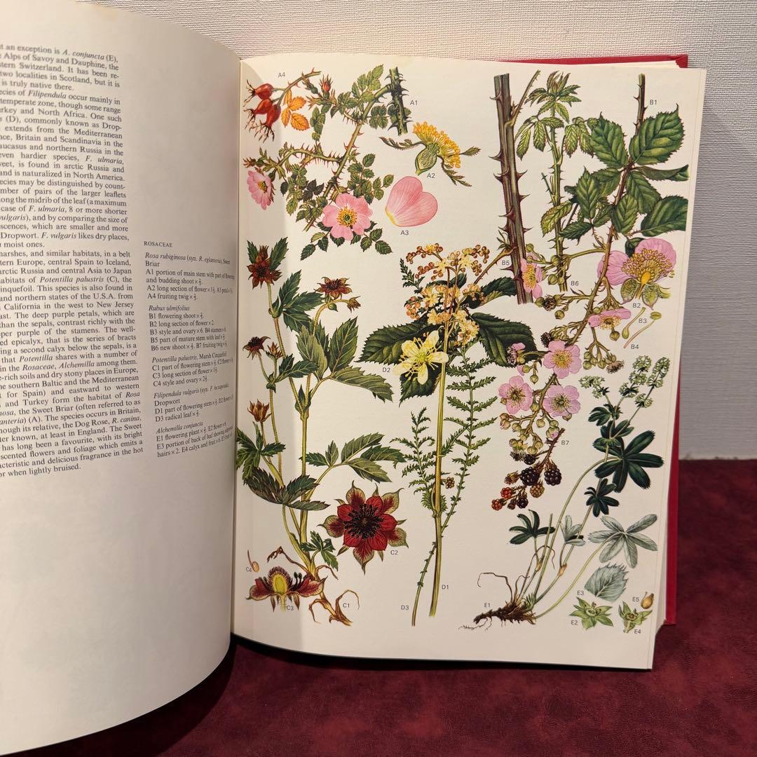 1210B⑩1970年初版植物図鑑　ジャンクジャーナル　ボタンニカル　洋書古書