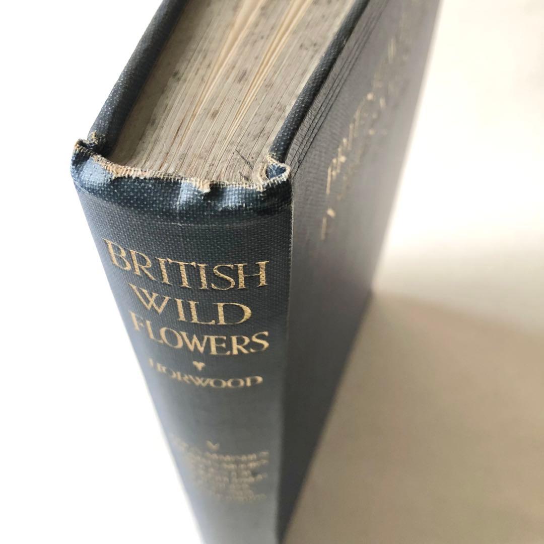 1919年 希少　イギリスの野生植物図鑑 BWF5 アンティーク