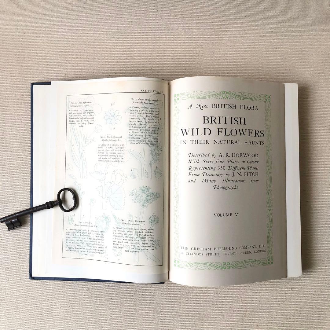 1919年 希少　イギリスの野生植物図鑑 BWF5 アンティーク