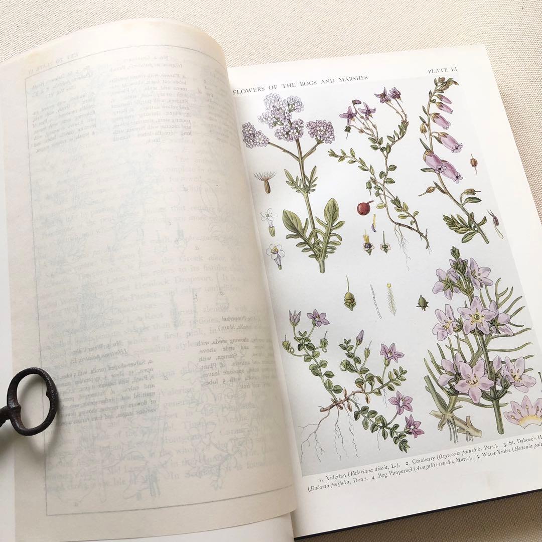 1919年 希少　イギリスの野生植物図鑑 BWF5 アンティーク