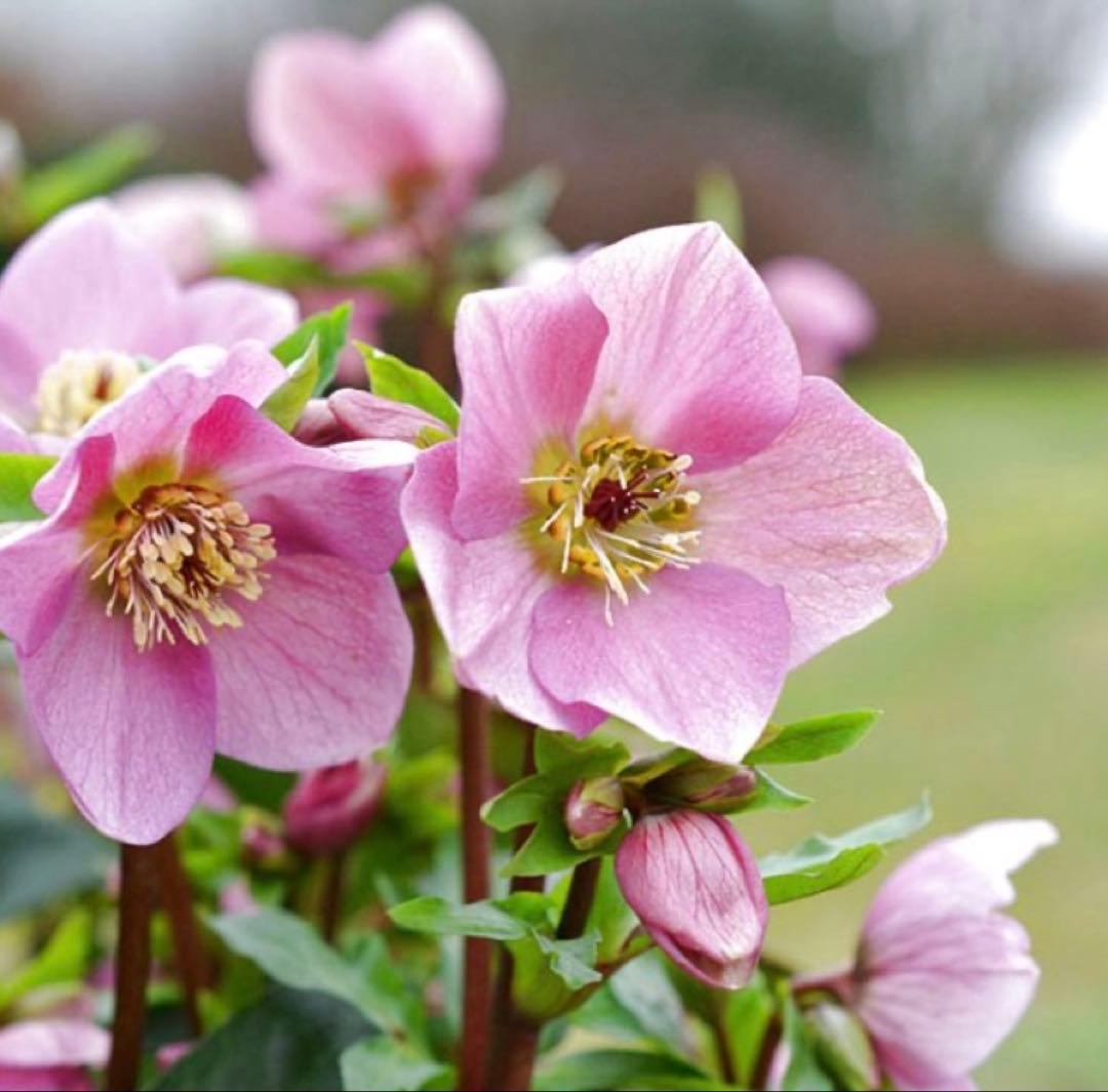 ゴリ姫ページ