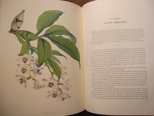 Select Orchidaceous Plants　Robert Warner