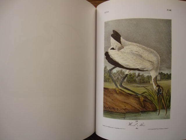 Audubon Birds : 版画 / 野鳥 / Botanical Art