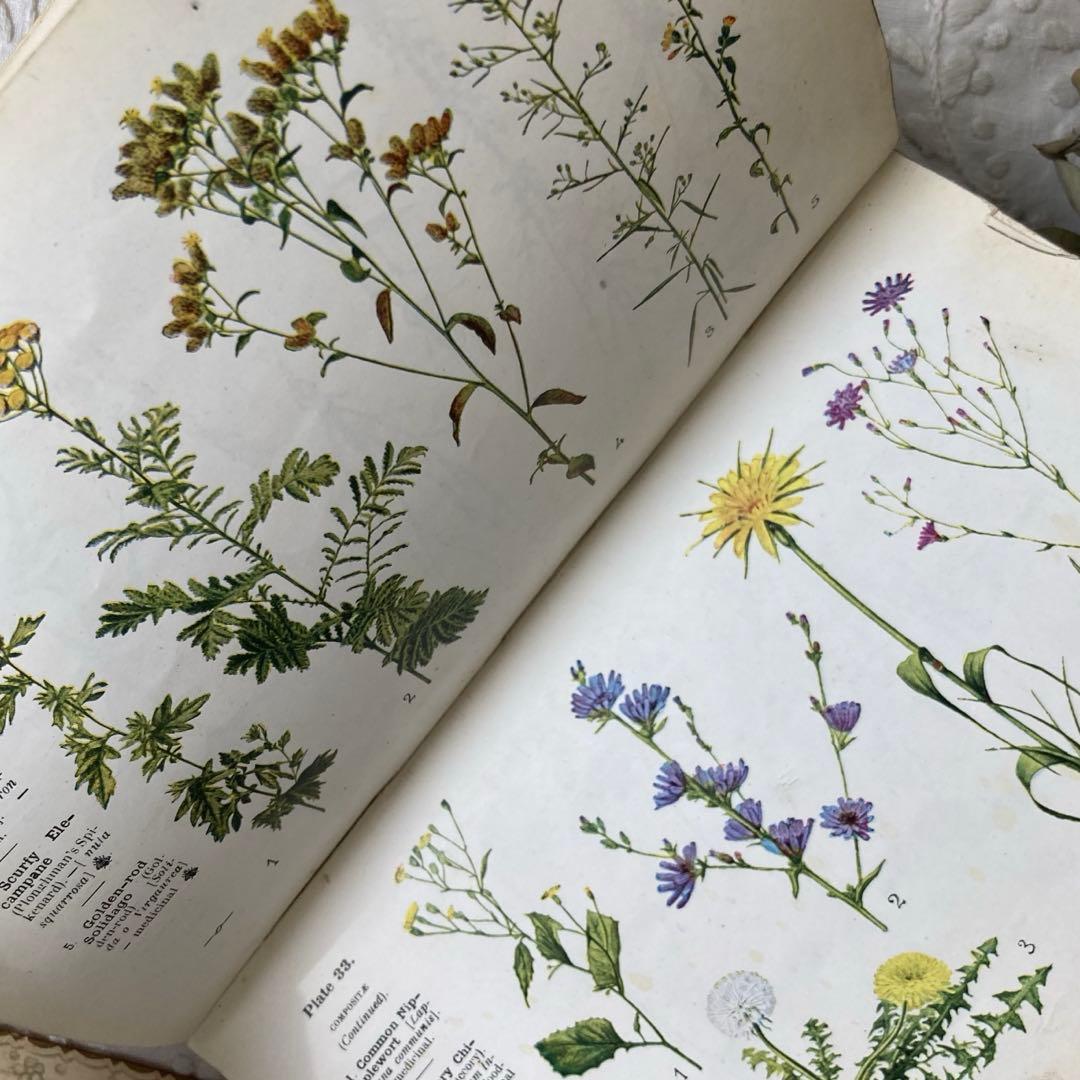 L932 洋書古書　1925年発行　繊細な植物画が美しいアンティーク植物図鑑