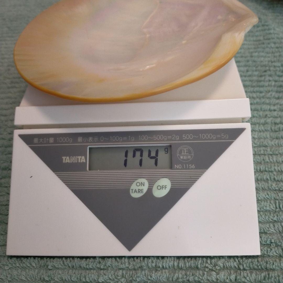 シェルプレート　天然貝皿 5枚セット 14.5cm