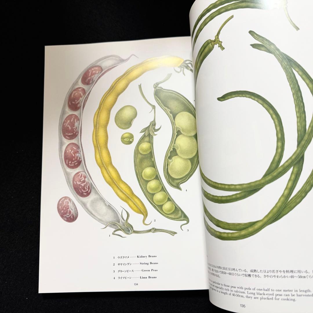 【絶版】大橋正 作品集「VEGETABLES ヴェジタブル・イラストレーション」