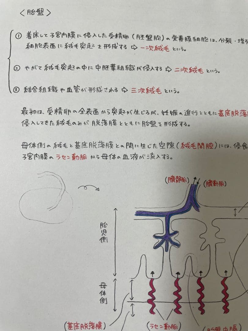 助産師学校受験対策　まとめノート　【母性】【小児】【基礎看護】