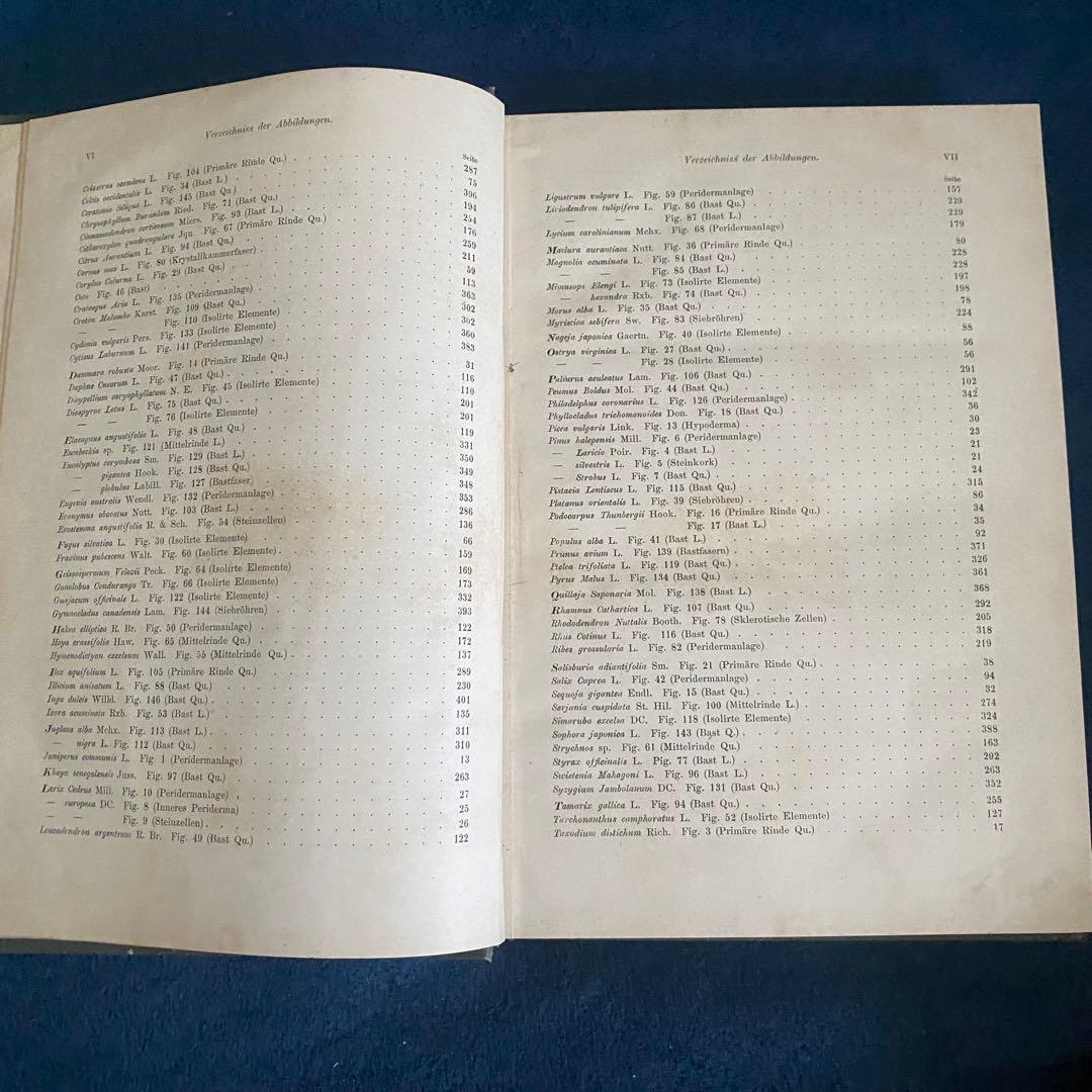1882年 植物学 ドイツ古書 木の樹皮 解剖学ジョセフ モーラー博士 比較研究