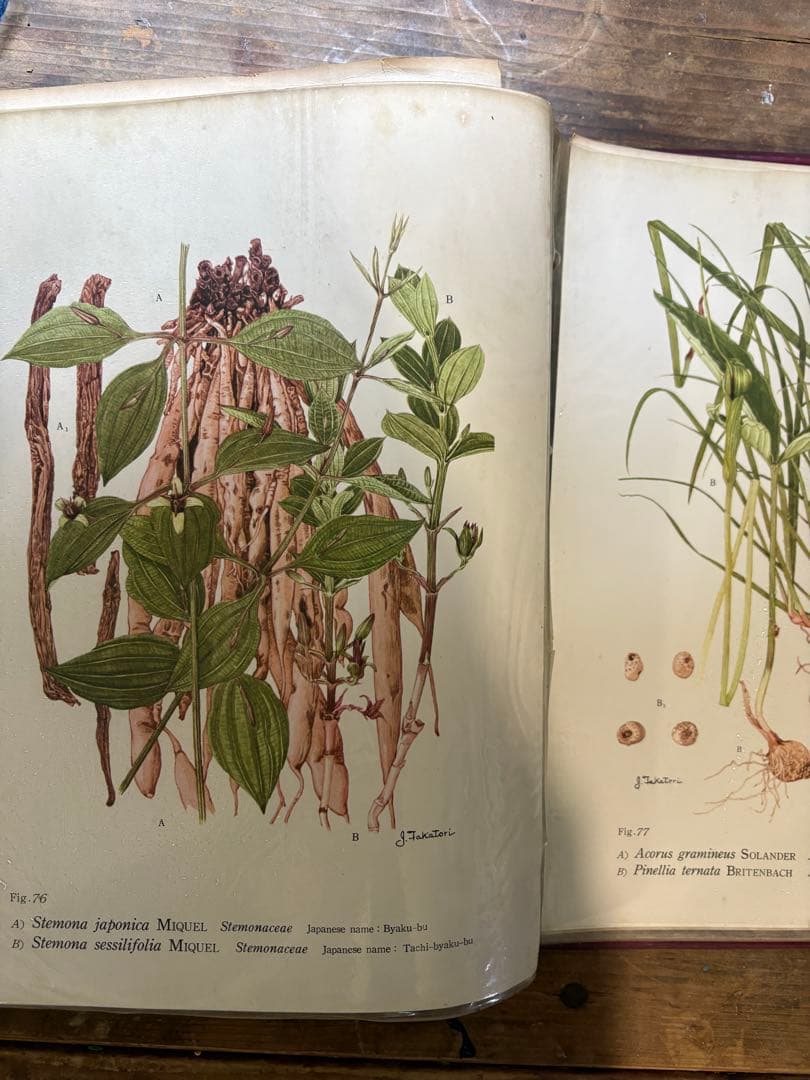 日本の薬用植物 彩色写真図鑑