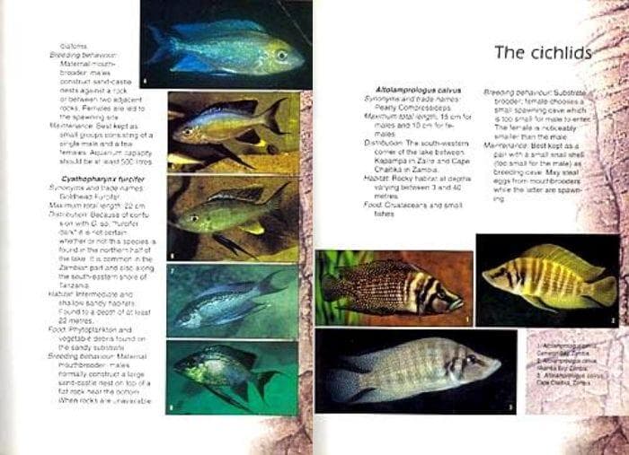 タンガニイカ シクリッド 自然図鑑 Tanganyika Cichlids 洋書