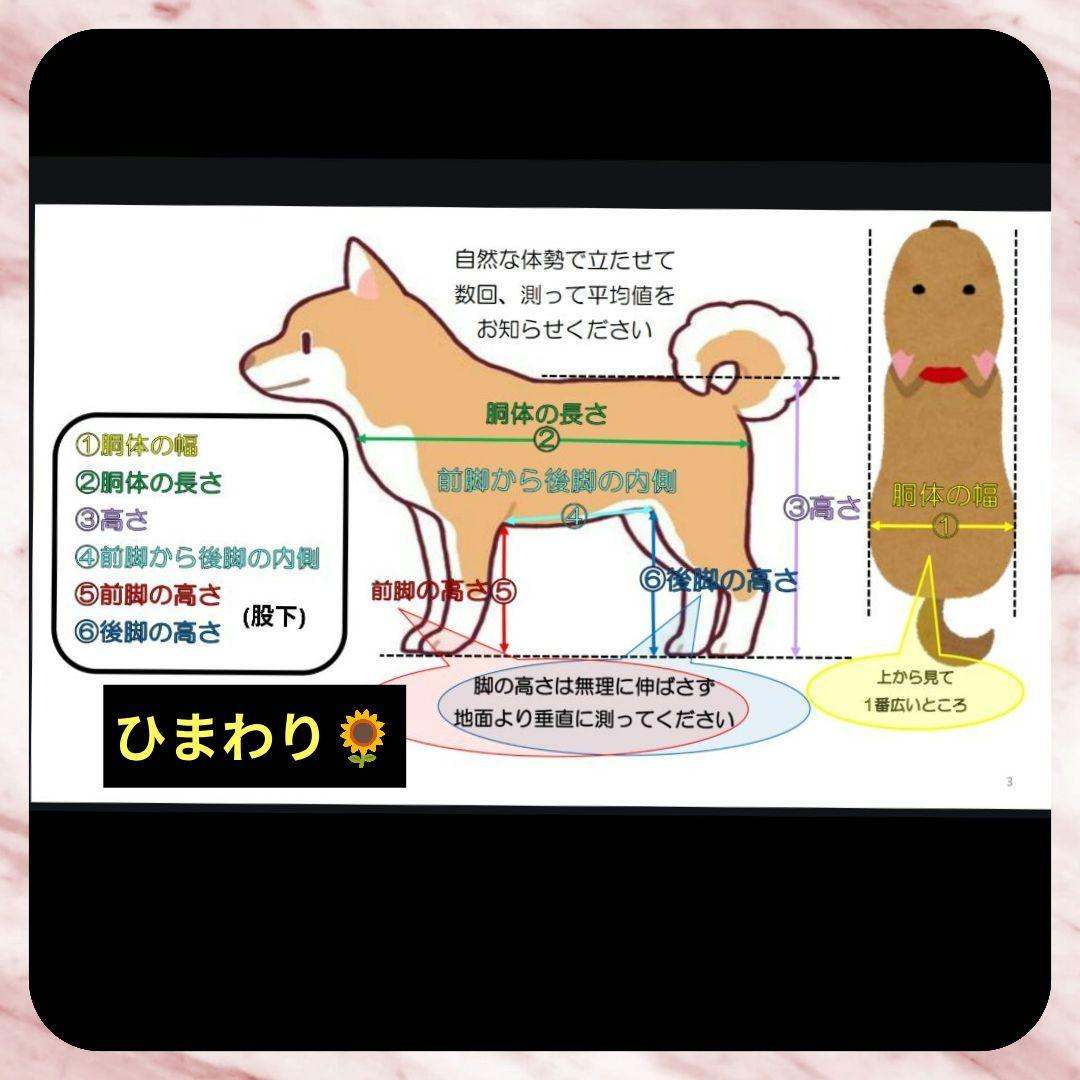 ワンちゃん4輪　リハビリ　M.ダックス等 犬用車椅子　介護　犬の歩行器　体制維持